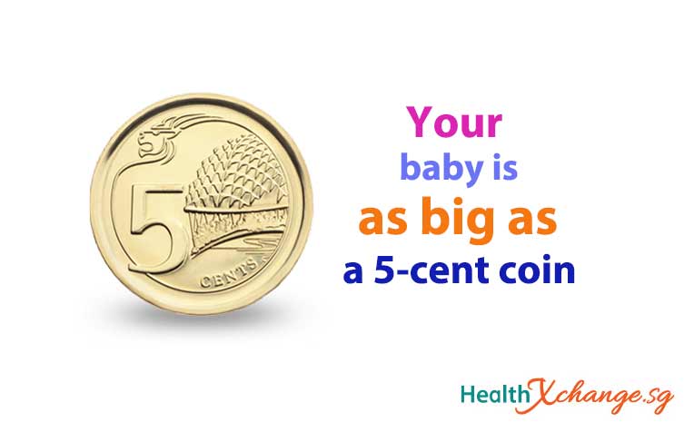 Pregnancy Week 8: Baby is As Big As a Singapore 5-Cent Coin!