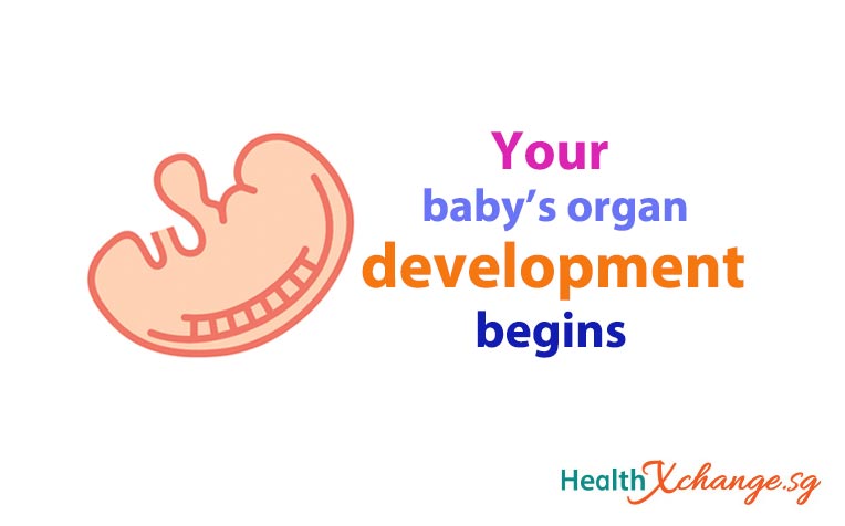 Pregnancy Week 5: Organ Development Begins!