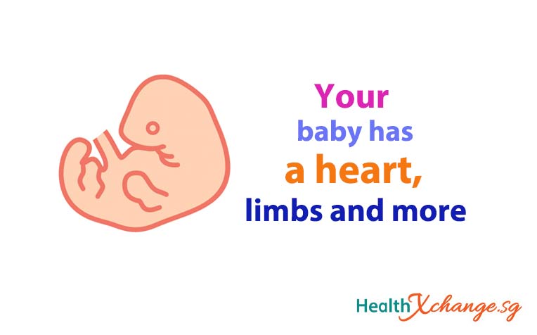 Pregnancy Week 6: Your Baby Has a Heart, Limbs and More