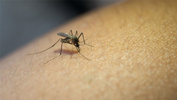 ​Progress in developing powerful vaccines against dengue or zika