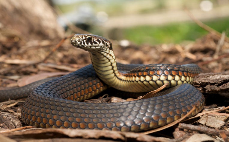 ​Snake Bites: Do's and Don'ts