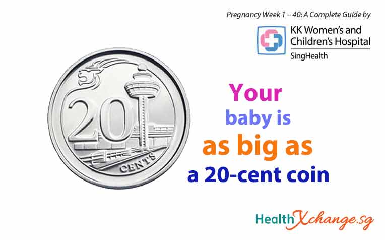 Pregnancy Week 9: Baby is as Big as a 20 Cent Coin!