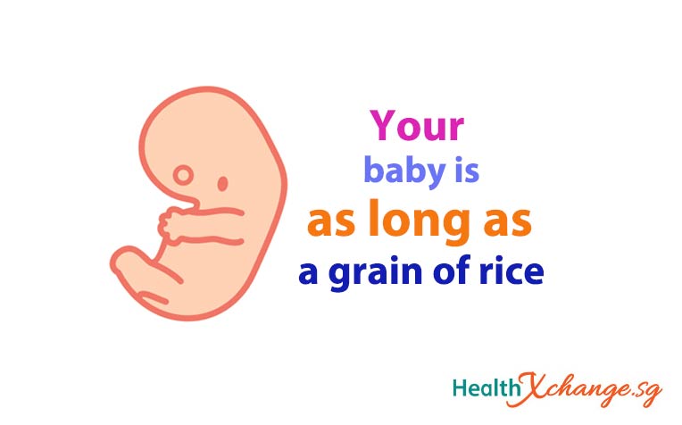 Pregnancy Week 7: Baby is as Long as A Grain of Rice!