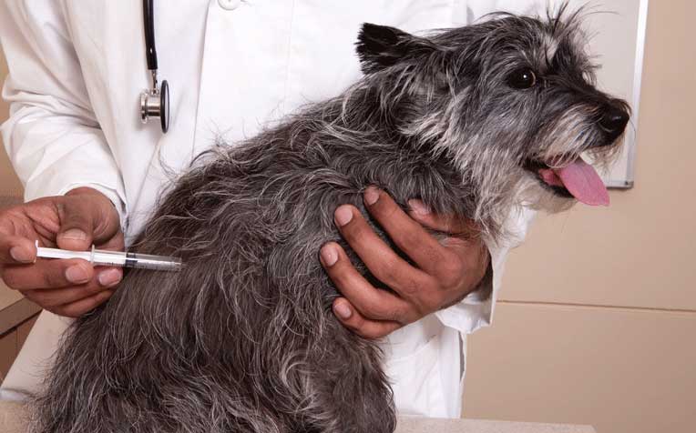 ​Rabies: Travellers Take Note​​