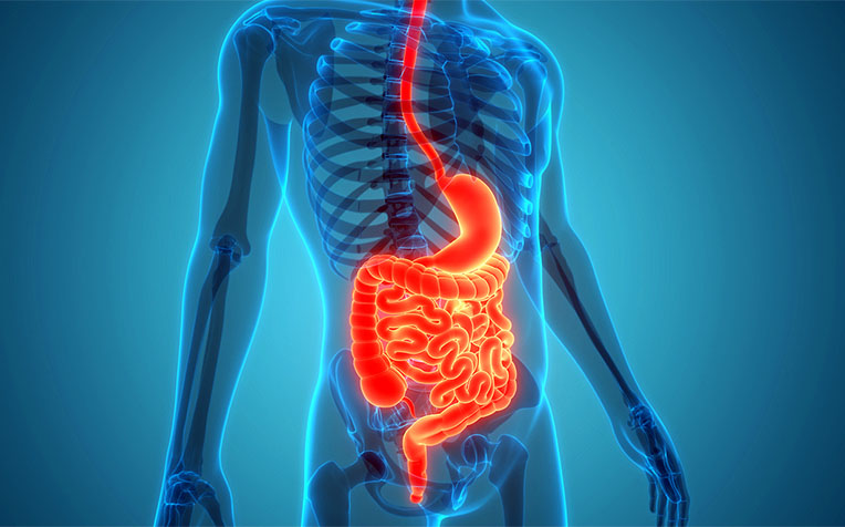 Gut Health: How to Protect Your Digestive System