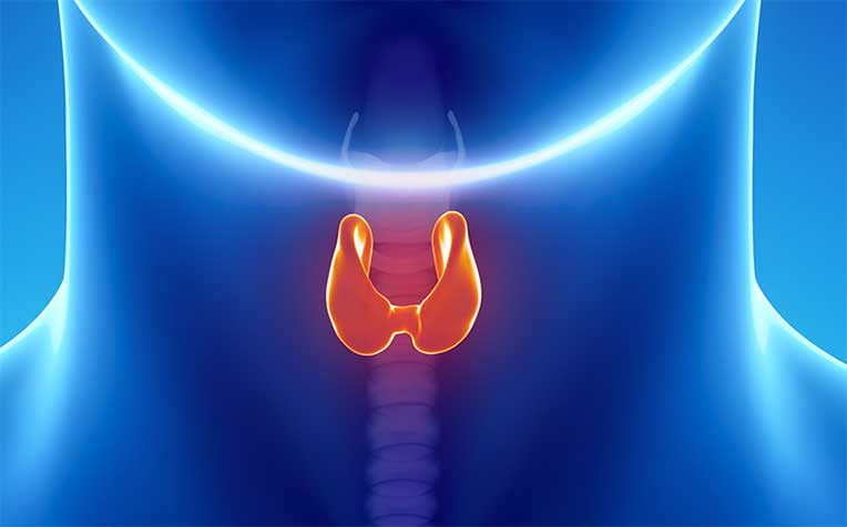  ​​​Kidney Failure New Treatment for Overactive Parathyroid Glands