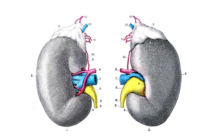 Kidney Transplant Evaluation: Faster and Easier