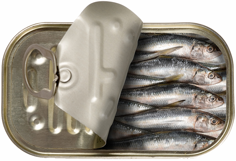 Sardines