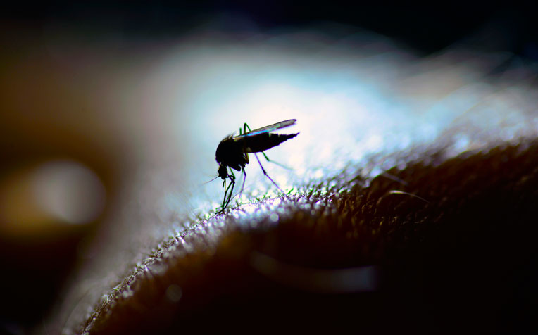 ​How to Protect Yourself From Dengue Fever