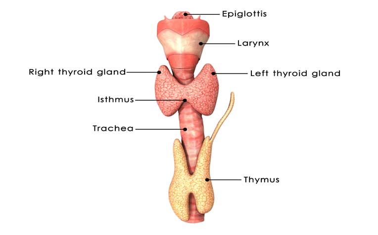 Hyperthyroidism (Overeactive Thyroid): Causes and Symptoms