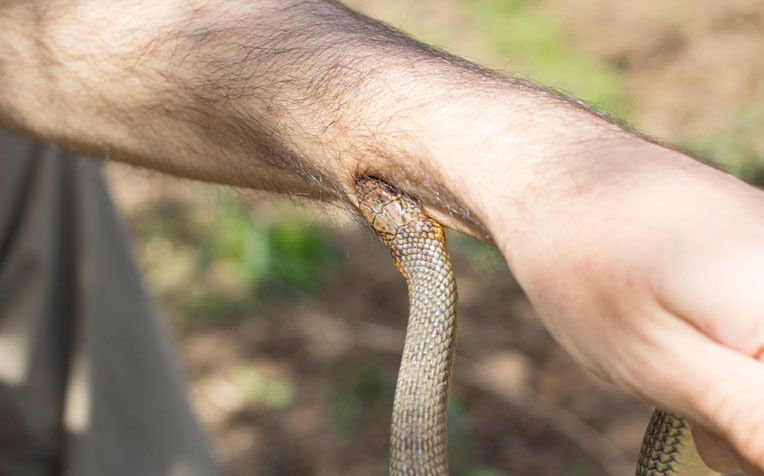 ​Snake Bites: Symptoms and Treatments
