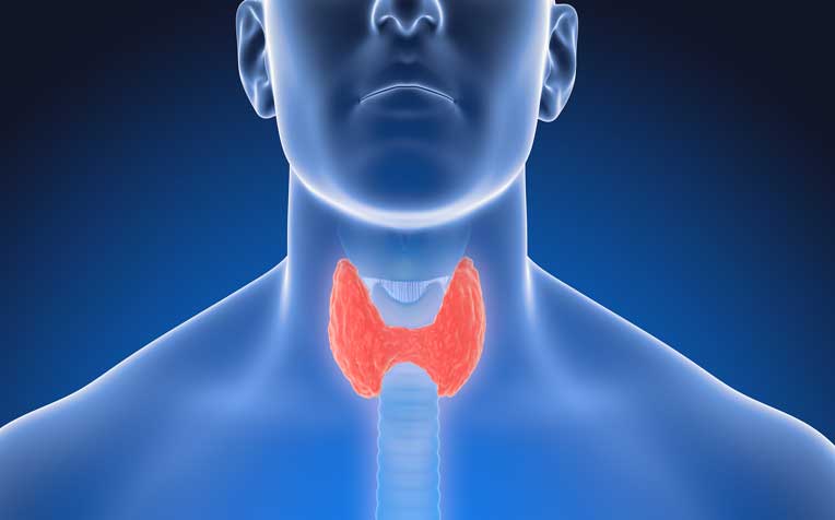 Image result for thyroid