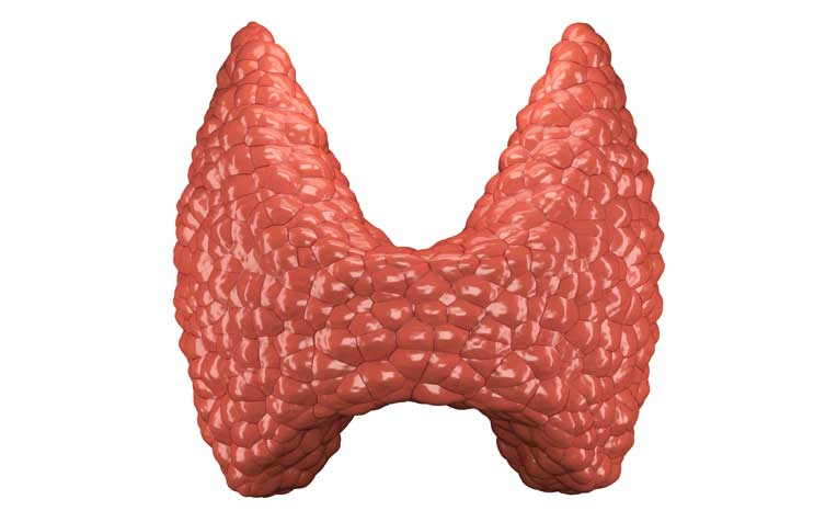  ​Thyroid Nodules and Goitres