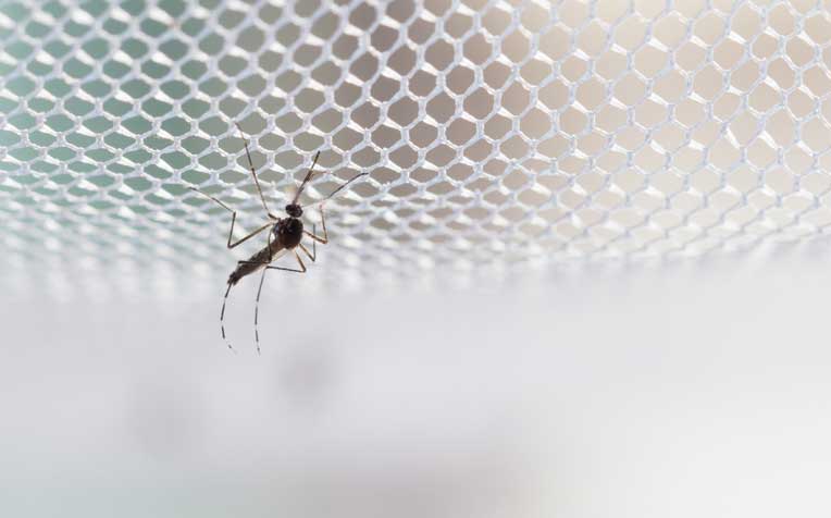 ​Dengue Fever: Clinical Trial for New Drug​