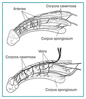 Penis anatomy