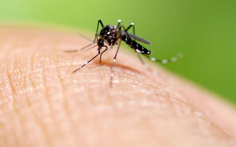 ​​Dengue Fever: Symptoms and Prevention