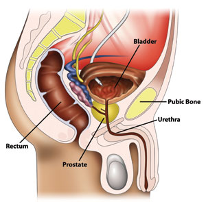 Anatomy of body 2