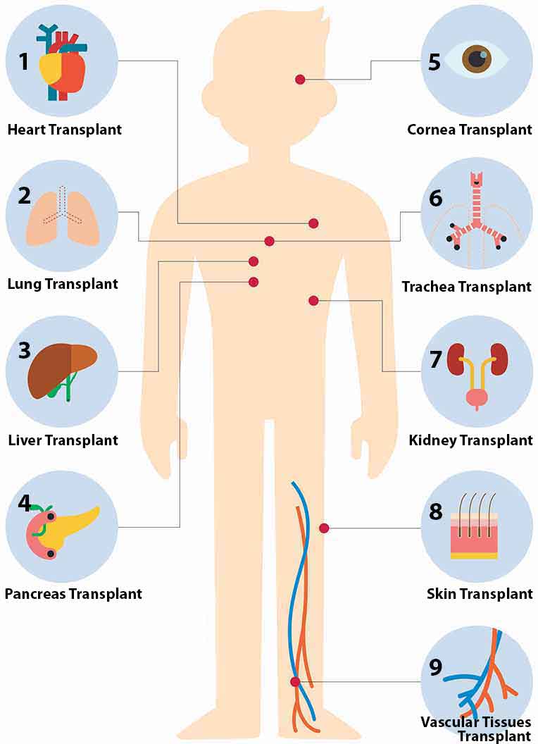 Organ Donation Chart