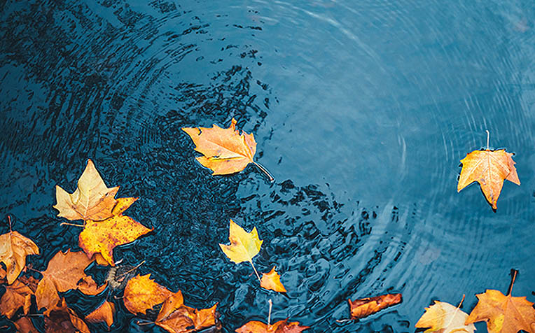 /sites/hexassets/Assets/wellness/mindfulness-leaves-on-a-stream-meditation.jpg