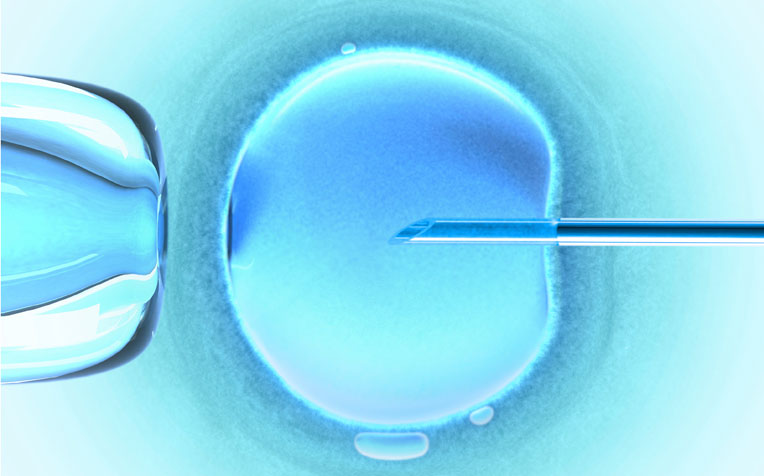 In in-vitro fertilisation (IVF), sperm is injected into an egg to fertilise it. 