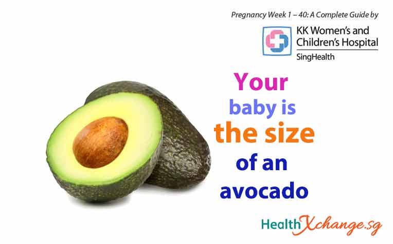 ​Pregnancy Week 16: Baby is the Size of an Avocado!