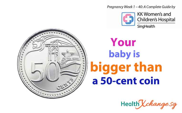 /sites/hexassets/Assets/women/pregnancy-week-ten-baby-bigger-than-fifty-cent-singapore-coin.jpg