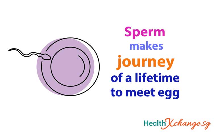 Pregnancy Week 3: Sperm Makes Journey of a Lifetime to Meet Egg!