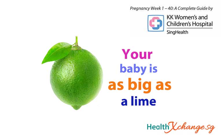 ​Pregnancy Week 12: Baby is As Big As a Lime!