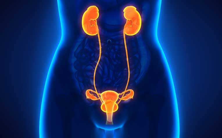 ​Urinary Tract Infection (UTI) in Women What Is It and How to Manage 