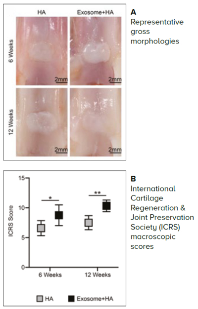 Animal studies showing superior cartilage regeneration - SingHealth Duke-NUS Cell Therapy Centre