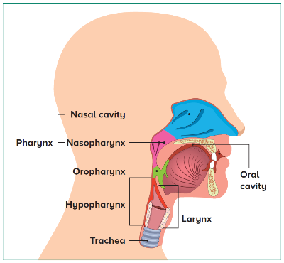 anatomy - SingHealth Duke-NUS Head & Neck Centre