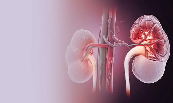 Common Infections in Kidney Transplant Recipients - SingHealth Duke-NUS Transplant Centre