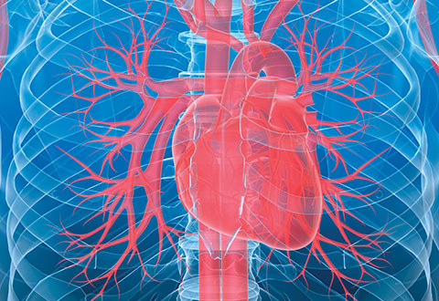 Heart chest illustration