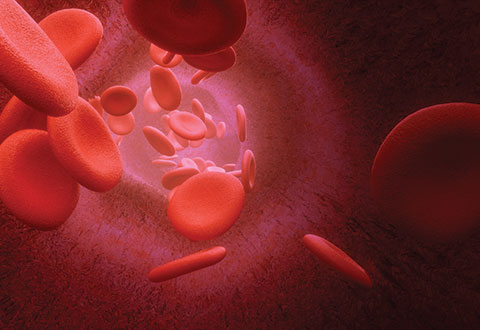 3d render Blood cells flowing through arteries or veins