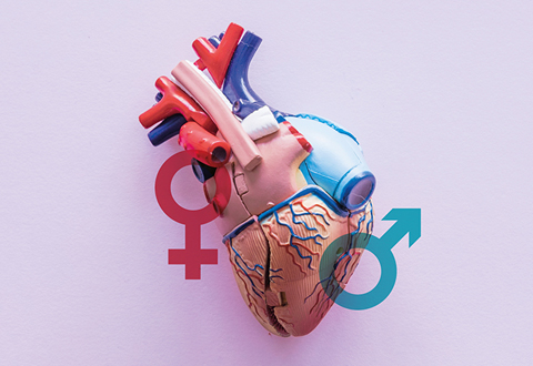 Cardiovascular Disease heart model men women symbol