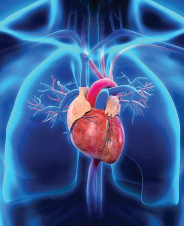 chest anatomy heart