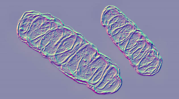 /sites/shcommonassets/Assets/Tomorrow%27s%20Medicine/duke2022-mitochondria.jpg