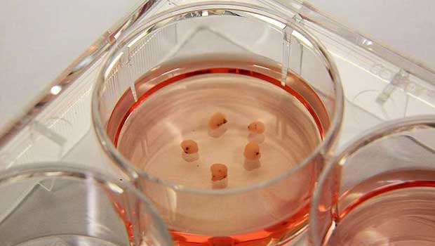 ​Singapore scientists grow 