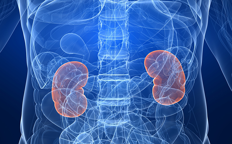 Kidney Failure: When Kidneys Stop Working