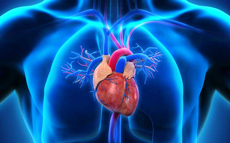 ​​​​​Hypertrophic Cardiomyopathy: Symptoms and Diagnosis