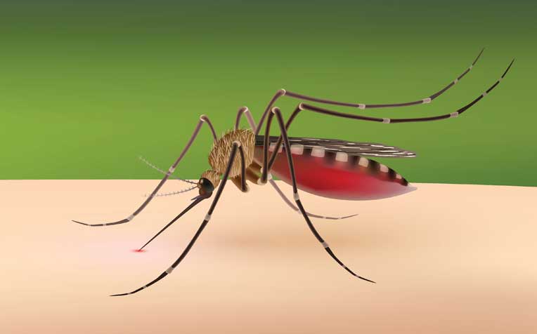 Dengue Fever: New Drug Is Safe