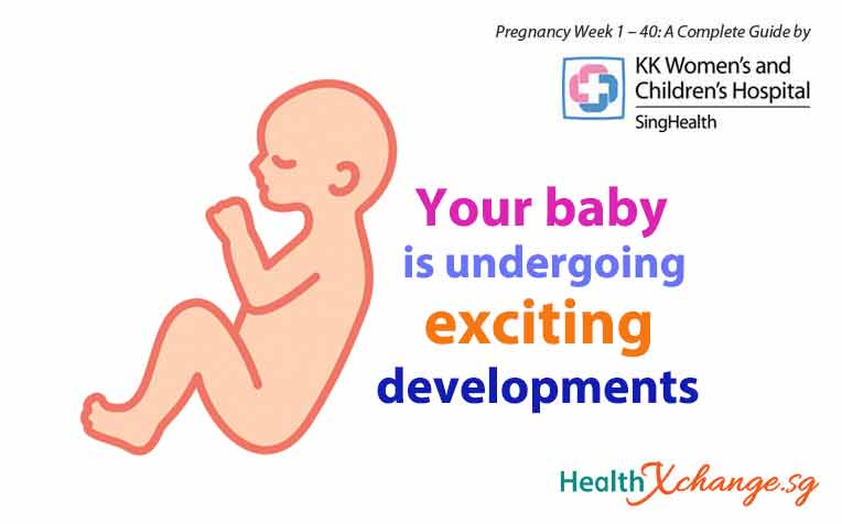 Pregnancy Week 25, 26 and 27: Exciting Baby Developments